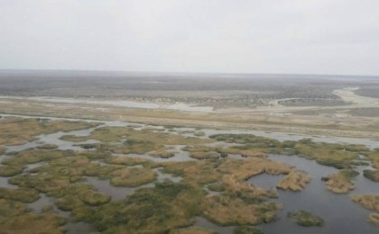 Кіші Аралдың экологиясы жақсарды - Қазақстан жаңалықтары