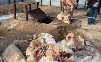 Ұлытау облысында үш мың киіктің өлексесі табылған