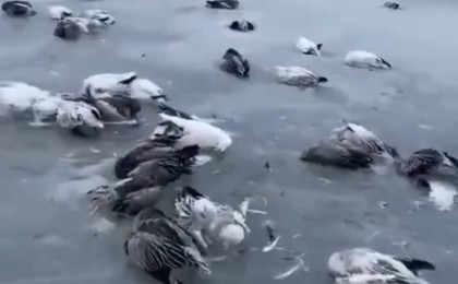 Желіде аяздан құстардың өзен-көлде қатып қалған видеосы тарады(видео)