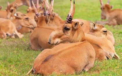 Лицензиясы бар кез-келген аңшыға киік атуға құқық беріп қойдыңыздар – депутат Үкіметті сынға алды