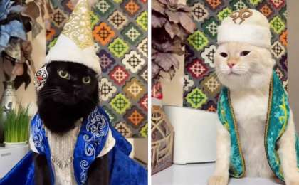 Ұлттық нақыштағы киім киген алматылық мысықтар көпшілікті тәнті етті (ВИДЕО)