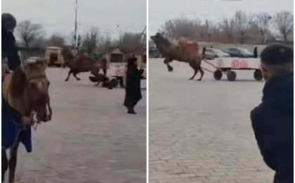 Балқаштағы алаңда мереке кезінде түйе ер адамды таптап кете жаздады (видео)