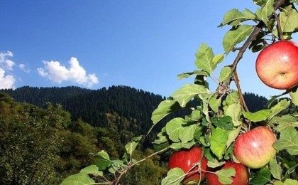 Тоқаев: Алматы алмалары бүкіл әлемге танымал ұлттық брендке айналуы мүмкін