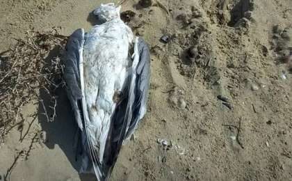 Маңғыстауда теңіз жағалауынан табылған құстардың неден өлгені белгілі болды