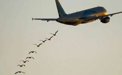 Фукуок-Астана бағытындағы ұшақ құспен соқтығысты