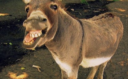 Таразда есіктің сүті сатылып жатқаны рас па