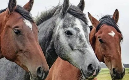 Ақмола облысында жылқылар жаппай қырылып жатыр