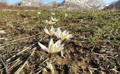 Түркістан облысында бәйшешек бүр жарды