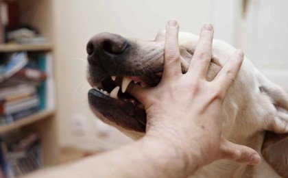 11 жастағы бала қарындасын қабаған иттен қорғап қалды