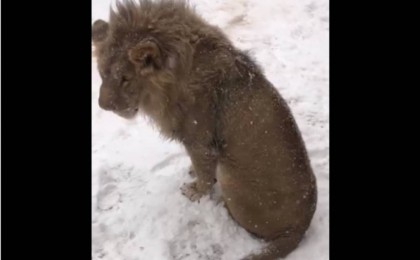 Қаңғып жүрген арыстан Алматы тұрғындарын шошытты