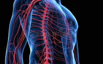 Нерв жүйесіне жалпы шолу