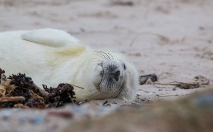Каспий теңізінің түркімен жағалауларында жүздеген итбалық пен мыңдаған балық қырылып қалды