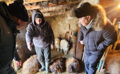 ШҚО-да белгісіз аң бір үйдің 15 қойын қырып кетті