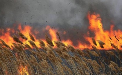 Тағы да өрт: Каспий жағалауы жанып жатыр