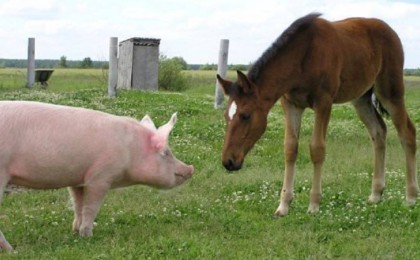 Шошқадан шыққан дау: Министрлік түсініктеме берді