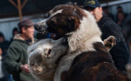 Интернетте Маңғыстауда иттердің қатыгездікпен төбелескені туралы видео пайда болды