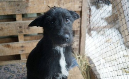 Қарағандылықтар коронавируспен ауырмас үшін ит етін жей бастады