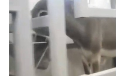 Есек сауғанды атам қазақ қайдан көрді: Желіде сұмдық видео пайда болды