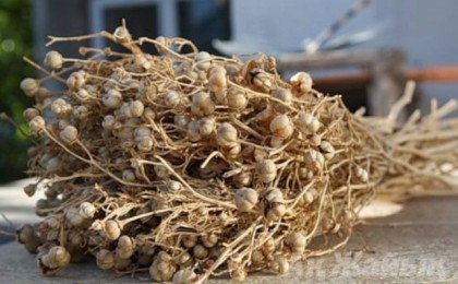 Адыраспан қандай ауруларға ем болады: Тек дәрет алып, ер адамдарға ғана жинауға рұқсат