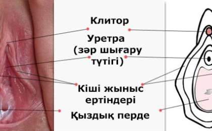 Қыздық перде туралы мәліметтер