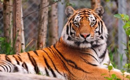 Ресейдің төрт жолбарысы Қазақстанға жіберіледі