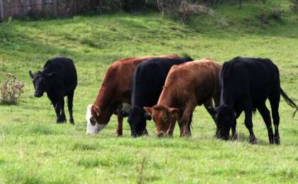 托卡耶夫就阿克莫拉州农牧产业发展下达指示