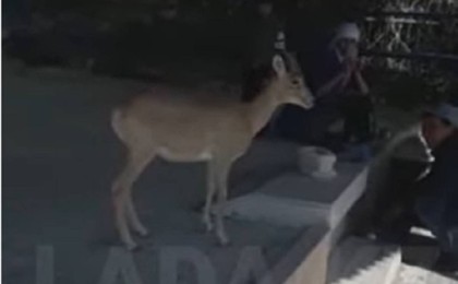 Қасиет қонған берекелі жер: Бекет-Ата мешітіне су ішуге келген аңдар видеоға түсіп қалды