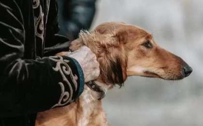 Қазақстанда тазы мен төбет күні атап өтілетін болды