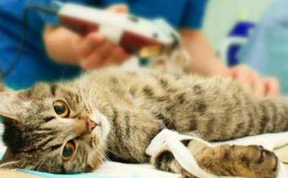 Вакцина алған үй жануарлары тегін «сүндеттеледі»