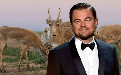 Ди Каприо Қазақстанда атылып жатқан киіктер туралы пост жазды