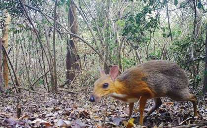 越南鼠鹿时隔30年再次现身