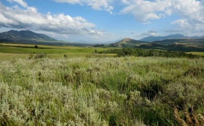 Қазақстанда өсетін шөптің коронавирусты тежейтіні дәлелденді