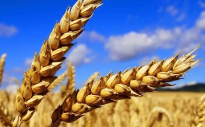 Тоқаев: Бидай мен мал сатып отыратын заман емес