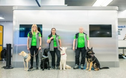 Хельсинки әуежайында ковидты анықтайтын иттер жұмыс істей бастады