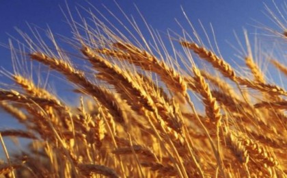 Қытайда аштық болуы мүмкін: Қазақ бидай экспортын ұлғайтады