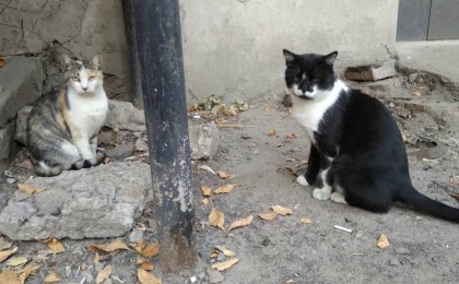 Алматы облысында мысықтарды тірідей өртеген (ВИДЕО)