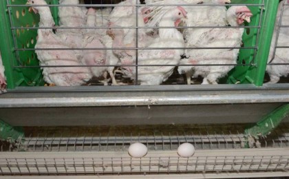 Құс тұмауы адамға жұға ма: ресми өкіл жауап берді