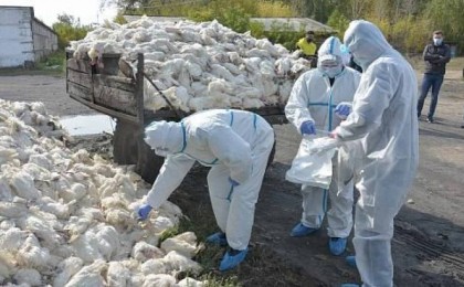 "Үлкен трагедия". СҚО-да құс тұмауынан бір тәулікте 180 мың тауық қырылып қалды