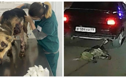 Атырауда көлікпен сүйреген иттің жағдайы белгілі болды