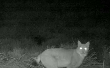 动物学家在恰仑国家公园发现稀有动物猞猁