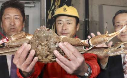 日本雪蟹拍出500万日元世界最高价