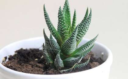 Алоэ өсімдігі туралы ғылыми жоба - ерекшелігі және емдік қасиеті