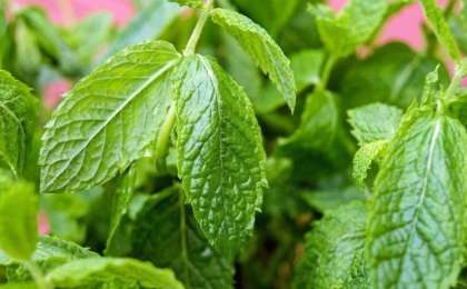 Емдік өсімдіктер туралы Ғылыми жоба жұмыс