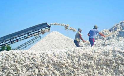 2019年哈萨克斯坦棉花产量预计达34万吨