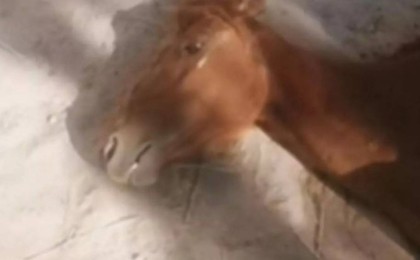 «Жануар да жылайды»: Маңғыстаудағы «жұттан» қатты ашыққан жылқының жылаған видеосы тарады