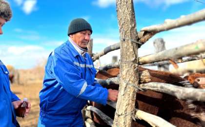 Балқаш ауданында Сібір жарасына қарсы егу науқаны жалғасуда