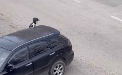 "Жүгір немесе өлесің" ойыны: ІІМ мәлімдеме жасады