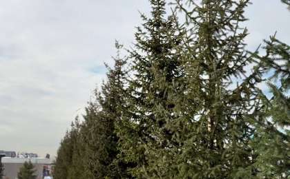 Алматы обновляет городской ландшафт: высажены крупномерные хвойные деревья