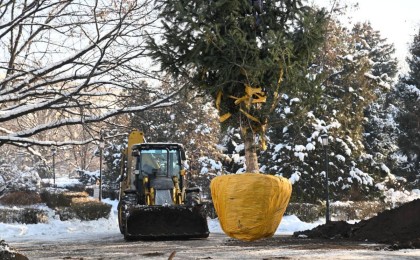 Алматы қалалық ландшафтты жаңартуда: қылқан жапырақты биік ағаштар отырғызылды
