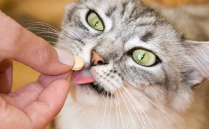 Ақтөбеде Covid-19 жұқтырғандарды ит-мыстың дәрісімен емдеп жатыр